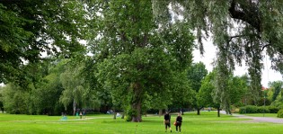 Kupittaanpuisto on puulajistoltaan Suomen laajin kaupunkipuisto.